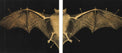 Artwork del pipistrello del booklet Patient Number 9 di Ozzy Osbourne – inserto illustrato dell album autografato